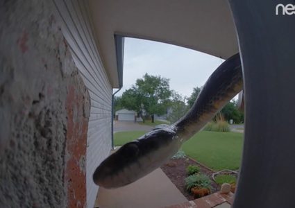 أفعى "مهذبة" ترن الجرس أثناء زيارتها بيت أمريكية!