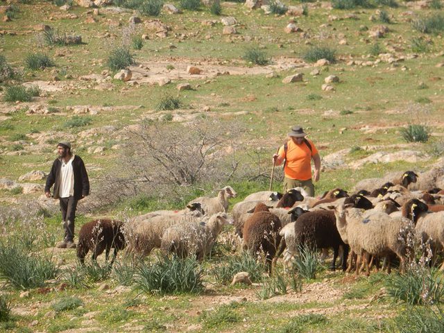 أبقار المستوطنين ترعى محاصيل المواطنين بالأغوار الشمالية