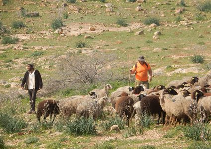 أبقار المستوطنين ترعى محاصيل المواطنين بالأغوار الشمالية