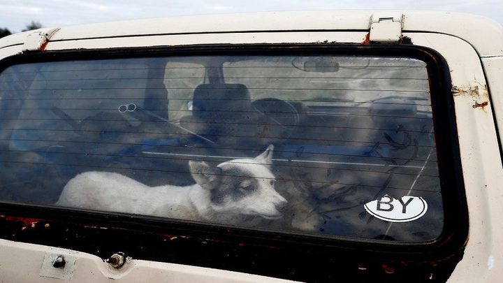 العثور على رجل ميت في فلوريدا بعدما تلقى 100 عضة من كلاب ضالة