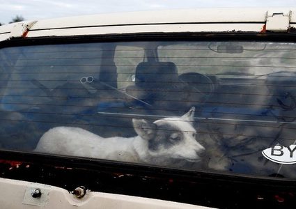 العثور على رجل ميت في فلوريدا بعدما تلقى 100 عضة من كلاب ضالة