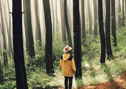 دراسة: المشي في الغابات له تأثير سحري على الاجهاد