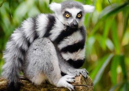 سرق حيوانا نادرا من الحديقة لأتفه سبب ممكن