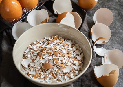 قشر البيض لإعادة إنماء خلايا العظام المكسورة