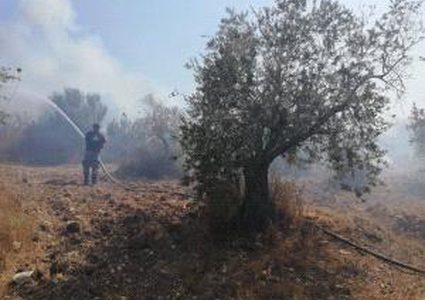 مستوطنون يحرقون مئات أشجار الزيتون في بورين جنوب نابلس