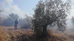 مستوطنون يحرقون مئات أشجار الزيتون في بورين جنوب نابلس
