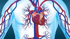 لماذا يقع القلب ناحية اليسار؟