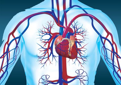 لماذا يقع القلب ناحية اليسار؟