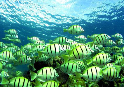 تعرف إلى سر قدرة أسماك على التحول من الأنوثة إلى الذكورة