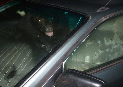 دب "يقود" سيارة ويتسبب بحادث سير!