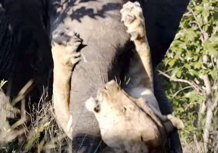 فيل سيء الحظ يقع بين براثن لبؤة ويفلت منها