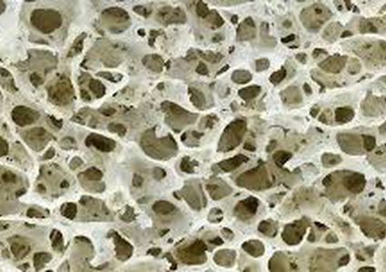 كيف يحمي العظم الاسفنجي الجسم من كسور العظام ؟