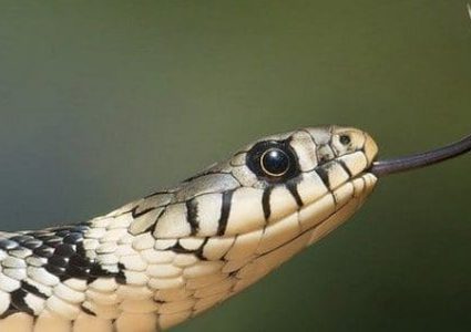 أمريكية تسرق سيارة باستخدام ثعبان!