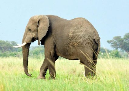 الهند.. فيل هائج يسحب طفلة من فراشها ويقتلها دهسًا