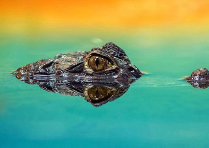 عجوز أمريكي ينقذ كلبه من فكي تمساح