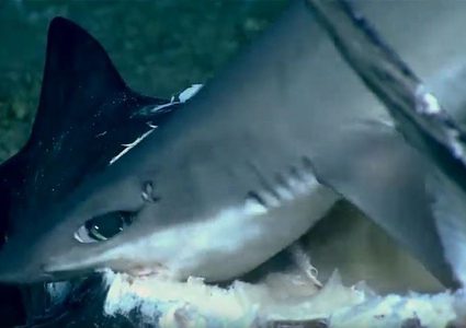 وليمة نادرة.. سمكة قرش تتحول لفريسة!