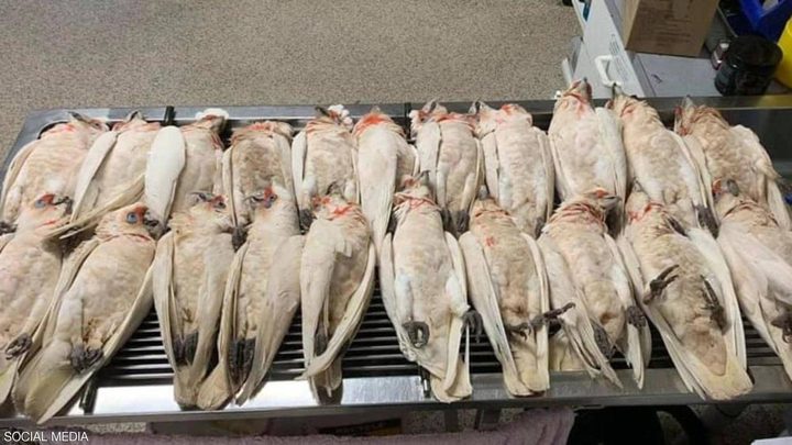 طيور تستغيث وهي تنزف وتتساقط من السماء في أستراليا