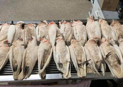 طيور تستغيث وهي تنزف وتتساقط من السماء في أستراليا