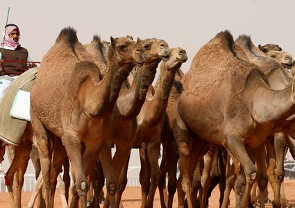 حليب الإبل يعالج السكري والمشاكل الهضمية