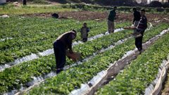 مشاريع إغاثية لتحسين سبل العيش لمزارعي قطاع غزة