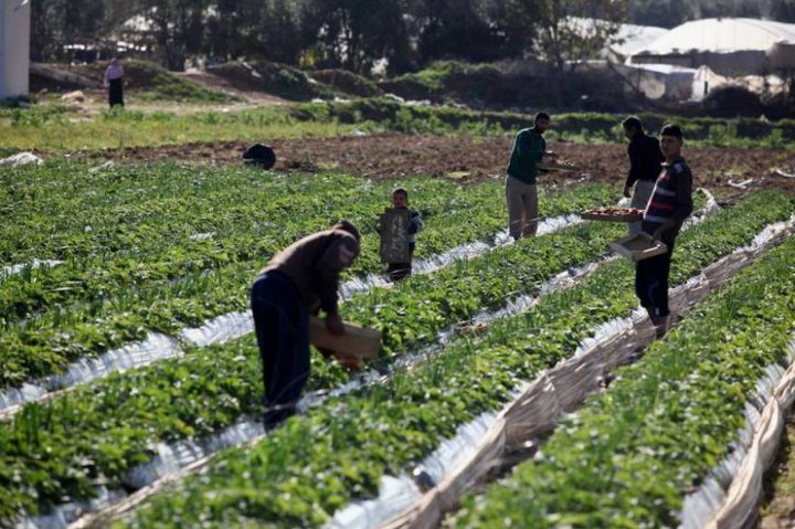 مشاريع إغاثية لتحسين سبل العيش لمزارعي قطاع غزة