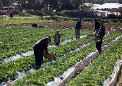 مشاريع إغاثية لتحسين سبل العيش لمزارعي قطاع غزة