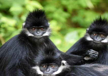 قردة مسعورة تبطح رجلا في هجوم وحشي أمام بيته