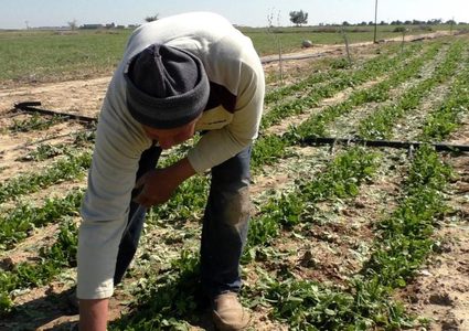الصليب الاحمر: المزارعون في غزة هم الأكثر تأثراً بالوضع الاقتصادي
