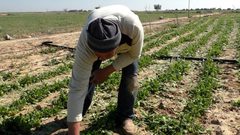 الصليب الاحمر: المزارعون في غزة هم الأكثر تأثراً بالوضع الاقتصادي
