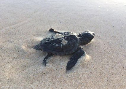 الاحتباس الحراري "يختار" السلاحف الإناث.. ويقضي على الذكور