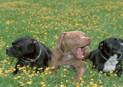 كلاب تأكل صاحبها