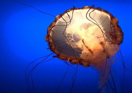 بحجم إنسان.. العثور على قنديل بحر عملاق!