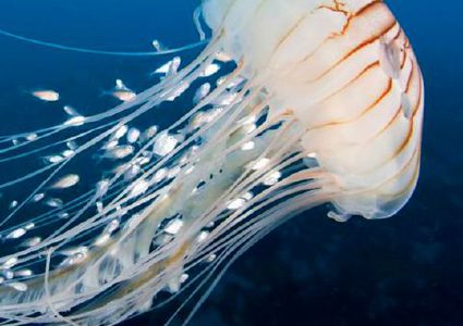 غوّاصة ترصد قنديل بحر "بطول الإنسان" !