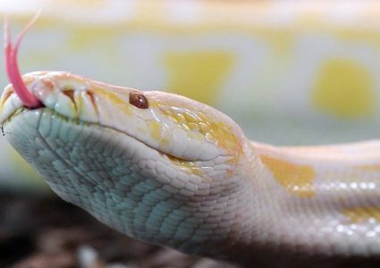 ثعبان جائع ينقض على مطعمه! (فيديو)