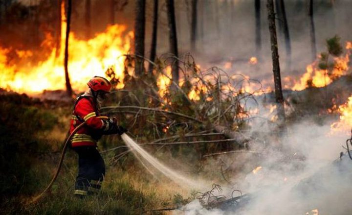 الدفاع المدني: 100 حريق في أعشاب وأشجار خلال 10 ساعات