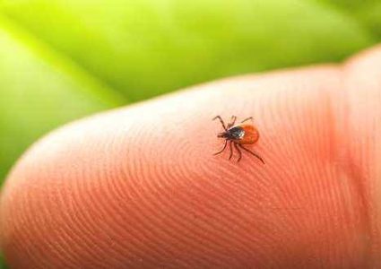 الجيش الأمريكي متهم بالتسبب في إنتشار داء "لايم"