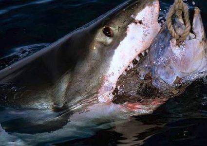 سمكة قرش تسحب صيادين مسافة 3 كيلومترات!