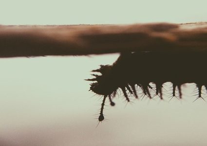 "حشرات غامضة" تشكل "دودة وحشية" مثيرة للجدل!