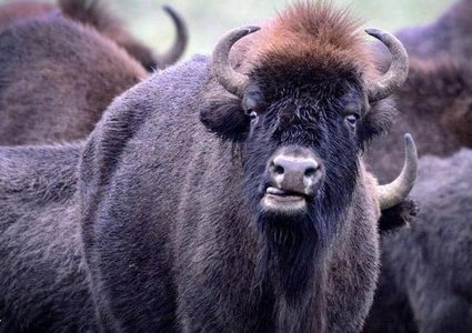 ثيران عملاقة تثير الرعب بمنطقة فرنسية.. والحل مجزرة جماعية