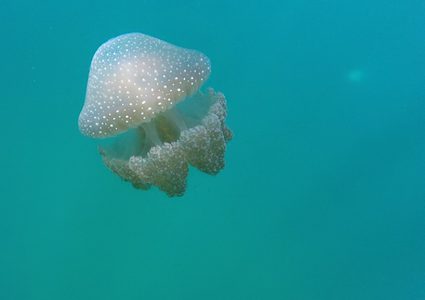 على شواطئ غزة .. قناديل بيضاء لزجة تعكر صفو المصطافين