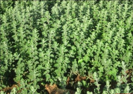 نجاح أول زراعة للزعتر وبإشراف خبراء النباتات البرية في غزة