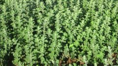 نجاح أول زراعة للزعتر وبإشراف خبراء النباتات البرية في غزة