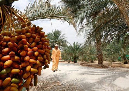 "الإمارات للفضاء"... وتجربة زراعة النخيل في المريخ