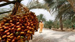 "الإمارات للفضاء"... وتجربة زراعة النخيل في المريخ