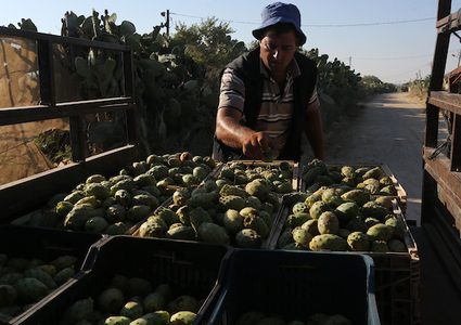 عمال من جنوب القطاع يقومون بقطف التين الشوكي ،خلال موسم الحصاد ،في مدينة خانيونس جنوب القطاع.