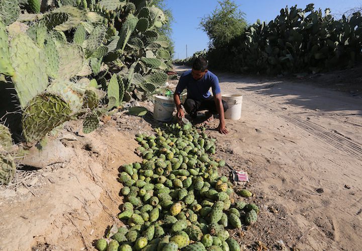 عمال من جنوب القطاع يقومون بقطف التين الشوكي ،خلال موسم الحصاد ،في مدينة خانيونس جنوب القطاع.