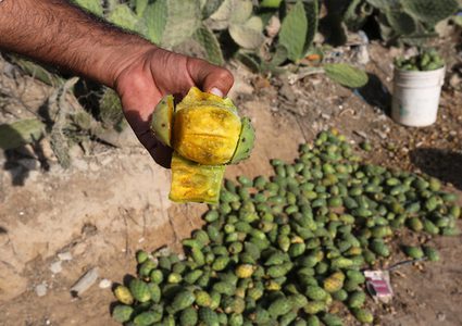 عمال من جنوب القطاع يقومون بقطف التين الشوكي ،خلال موسم الحصاد ،في مدينة خانيونس جنوب القطاع.