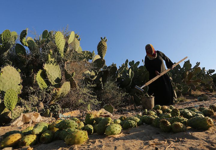 عمال من جنوب القطاع يقومون بقطف التين الشوكي ،خلال موسم الحصاد ،في مدينة خانيونس جنوب القطاع.