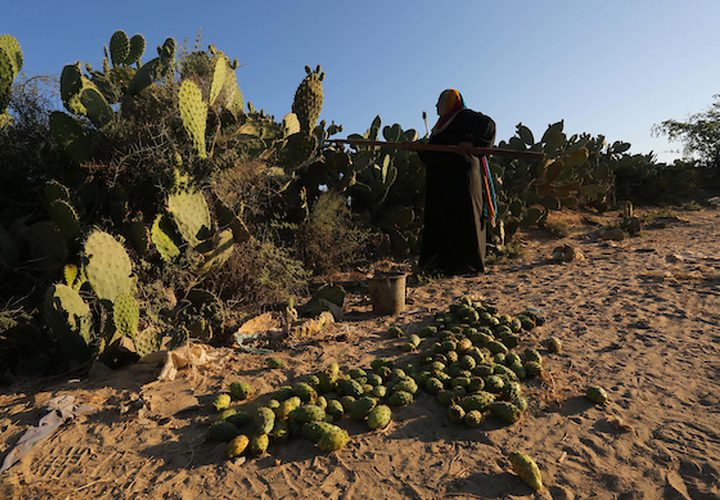 عمال من جنوب القطاع يقومون بقطف التين الشوكي ،خلال موسم الحصاد ،في مدينة خانيونس جنوب القطاع.