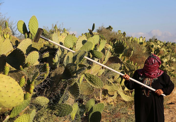 عمال من جنوب القطاع يقومون بقطف التين الشوكي ،خلال موسم الحصاد ،في مدينة خانيونس جنوب القطاع.